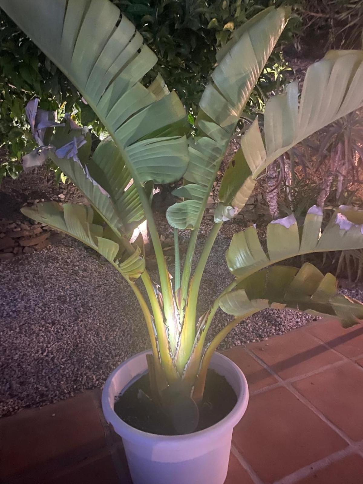 Finca Angelita トロクス・コスタ エクステリア 写真