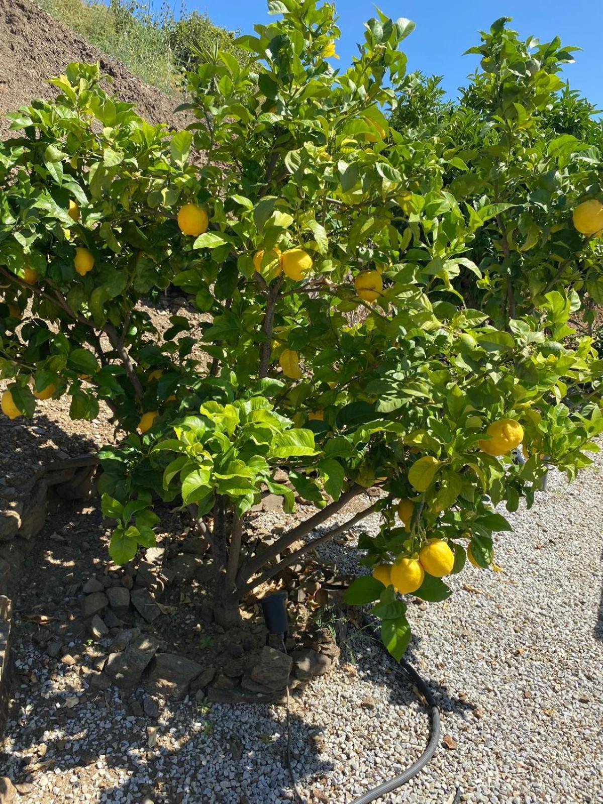 Finca Angelita トロクス・コスタ エクステリア 写真